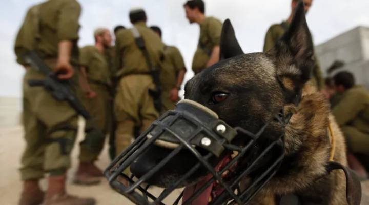 Евреи тренируют собак насиловать палестинских заложников. Но если вы об этом скажите, вы «антисемит»